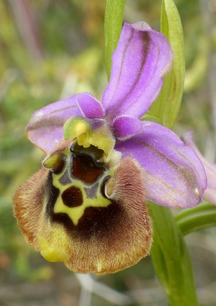 Ophrys cretica, Ophrys episcopalis  Creta aprile 2016